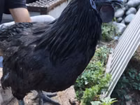 Brahma — photo 3