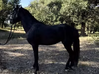 خيول (دفعة، الجنس غير محدد), American shetland pony — الصورة 7