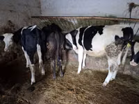 Kuh, Russian Black pied cattle — Foto 6