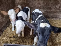 Bulle, Russian Black pied cattle — Foto 1