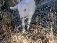 बकरी, Saanen goat — फ़ोटो 2