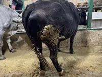 Cow, Cattle — photo 8