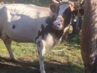 गाय, ऐरशायर — फ़ोटो 4