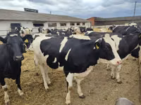 母牛, Holstein breed — 照片 5