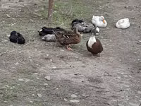 Ducks — Foto 1