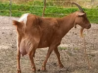 बकरी, Alpine goat — फ़ोटो 5