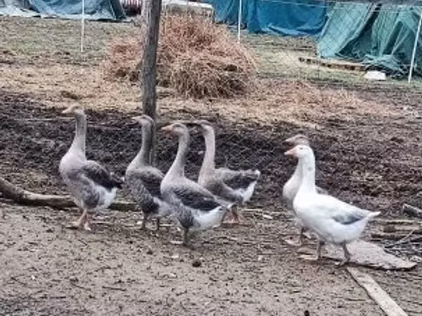 Geese