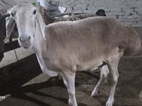 母羊, Afghan Arabi sheep — 照片 4