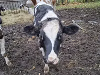 牛只（批次，未指定性别）, Cattle — 照片 4