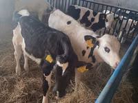 Bull, Russian Black pied cattle — photo 3