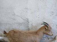 Cabra, Saanen goat — foto 1
