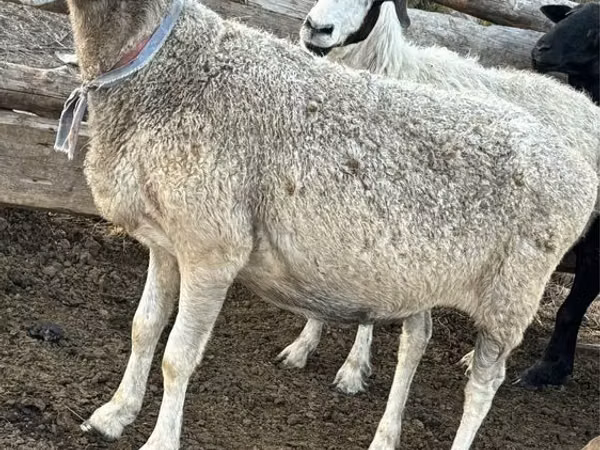母羊, Sheep