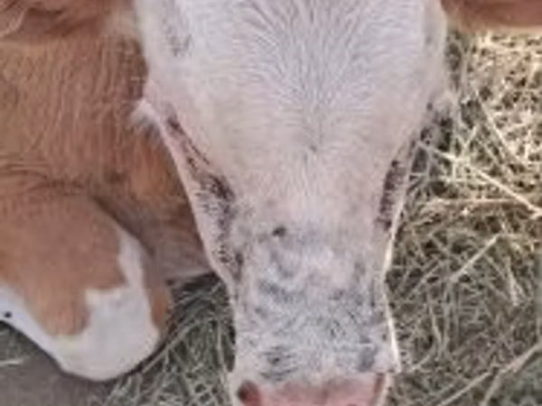 Toro, Simmental cattle