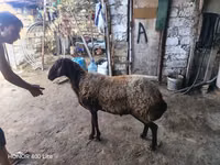 Хуц, Хонь — 6 зураг