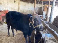 Cattle (batch, sex not specified), Cattle — photo 1