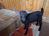 बकरा, Kamori goats — फ़ोटो 4