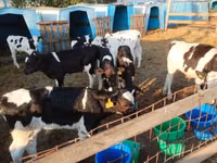 公牛, Aberdeen-Angus — 照片 8