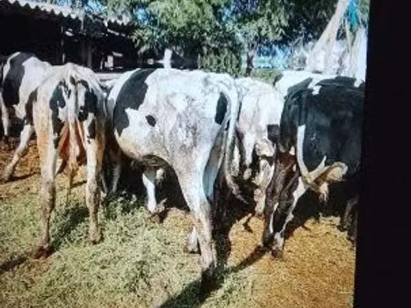 Бух, Russian Black pied cattle