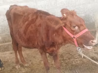 Үнээ, Red Estonian cattle — 1 зураг
