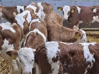 मवेशी (लॉट, लिंग निर्दिष्ट नहीं), Simmental cattle — फ़ोटो 4