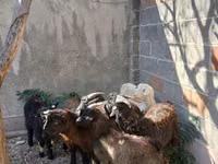 تيس, الماعز — الصورة 1