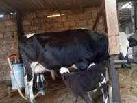 母牛, Russian Black pied cattle — 照片 5