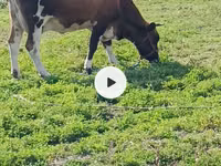 بقرة, Simmental cattle — الصورة 5
