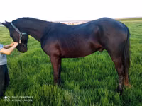 Kuh, Russian Black pied cattle — Foto 5