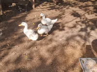 Ducks — photo 2