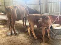 Cow, Cattle — photo 4