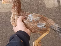 Chickens — 照片 1