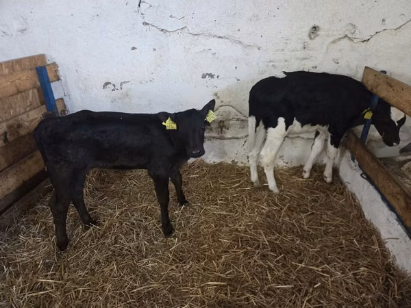 Kuh, Russian Black pied cattle