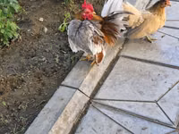 سيراما — الصورة 2