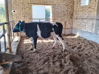 بقرة, Russian Black pied cattle — الصورة 2
