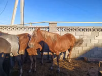 Азаргагүй морь, Kazakh horse — 5 зураг