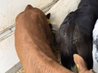 मवेशी (लॉट, लिंग निर्दिष्ट नहीं), Simmental cattle — फ़ोटो 6