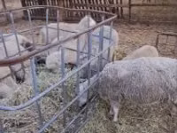 Carnero, Cerry Hill sheep — foto 1