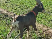 बकरी, Toggenburg goat — फ़ोटो 1