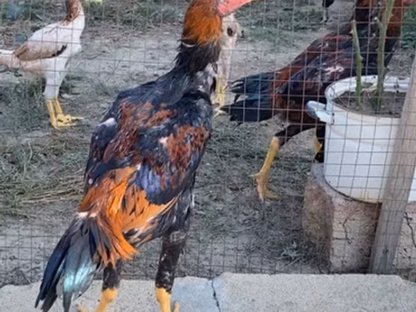 Gallinas Shamo