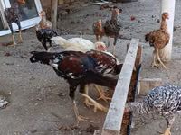 Chickens — फ़ोटो 5