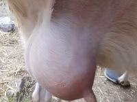 Goat, Saanen goat — photo 1