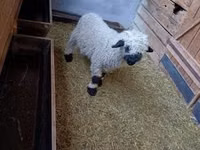 كبش, Valais Blacknose sheep — الصورة 3