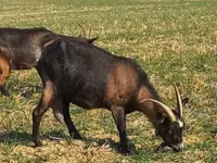 Cabra, Alpine goat — foto 2