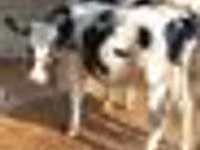 Rinder (Partie, Geschlecht nicht angegeben), Russian Black pied cattle — Foto 4
