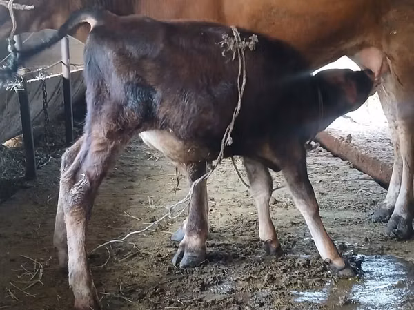Cow, Alatau breed