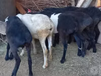 भेड़ें (लॉट, लिंग निर्दिष्ट नहीं), भेड़ — फ़ोटो 7