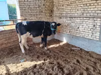 بقرة, Russian Black pied cattle — الصورة 3
