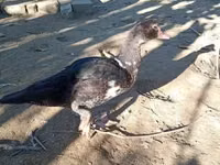 Ducks — 照片 2