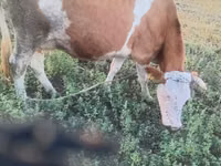 Үнээ, Simmental cattle — 3 зураг