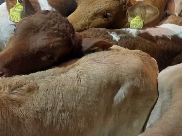 Bull, Cattle